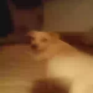 lost male dog unknown