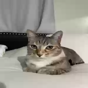 lost female cat rosie