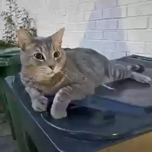 lost male cat bodie
