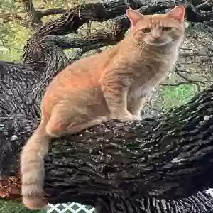 lost male cat rusty