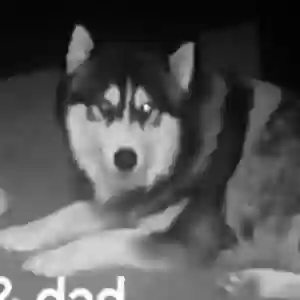 lost male dog niko acosta
