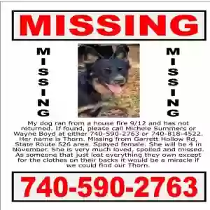 lost female dog thorn