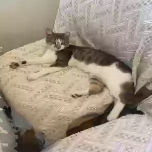 lost male cat waddles