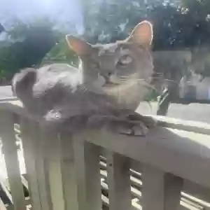 lost male cat bob