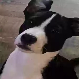lost male dog scout