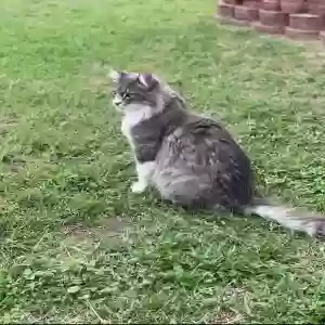 lost male cat timothy aka 