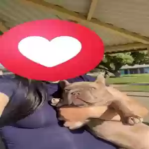 lost male dog bruce