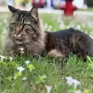 lost male cat miso