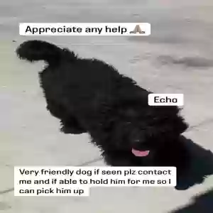 lost male dog echo