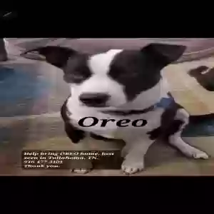 lost male dog oreo