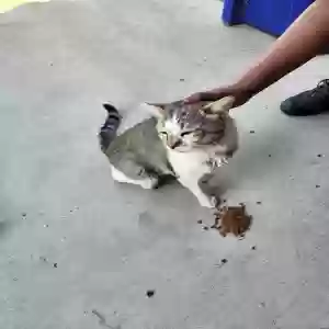 found male cat unknown