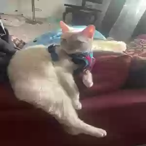 lost male cat snow