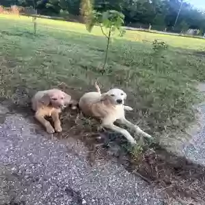 found unknown dog unknown