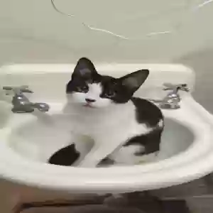 lost male cat ryu