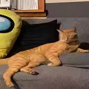 lost male cat peter
