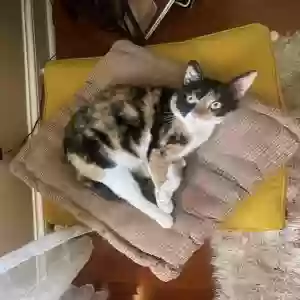 lost female cat mabel