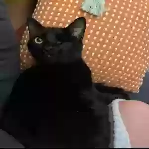 lost female cat unknown