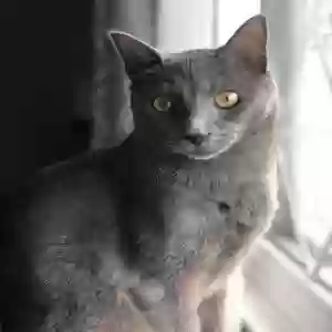lost male cat remi