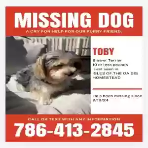 lost male dog toby