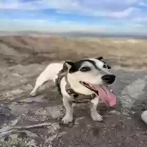 lost male dog digger