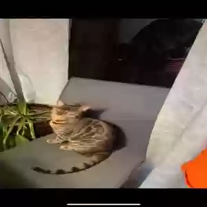 lost female cat pharah
