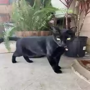 lost female cat bagheera