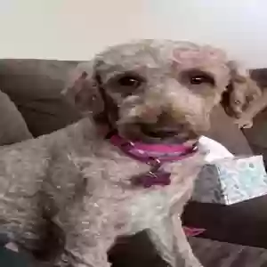 lost female dog millie