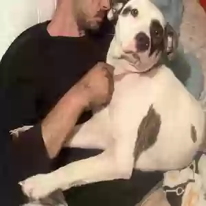 lost female dog cynder