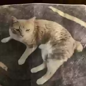 lost male cat chester