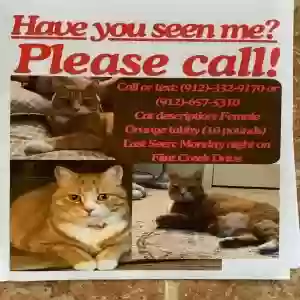 lost female cat fushigi