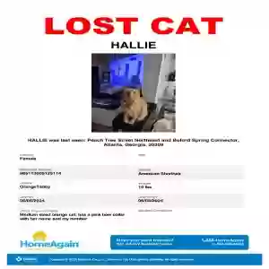 lost female cat hallie