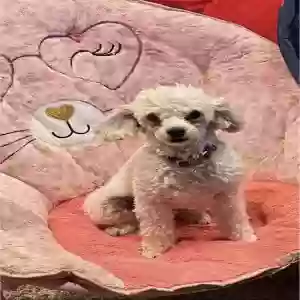lost male dog teddy