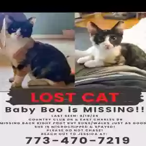 lost female cat baby boo