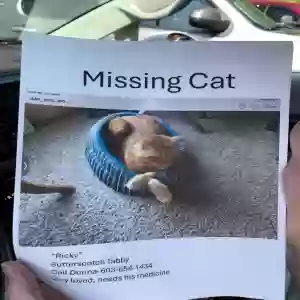 lost male cat ricky