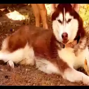 lost female dog lady
