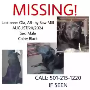 lost male dog vega