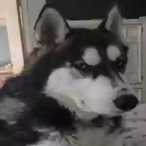 lost male dog niko