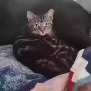 lost male cat tyson