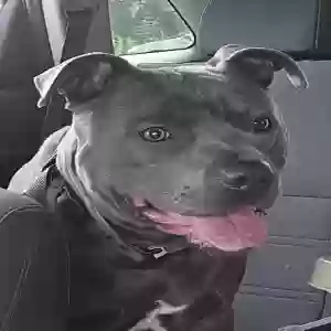 lost male dog lunix