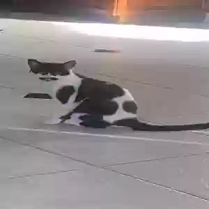 lost female cat oreo