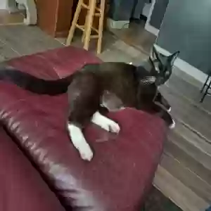 lost male cat unknown