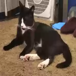 lost male cat chip