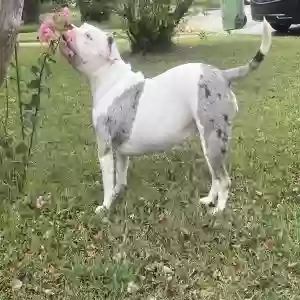 lost female dog kardi