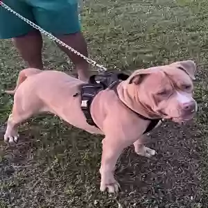 lost male dog kodak