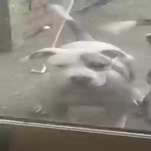 lost male dog kj