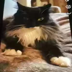 lost female cat mamas
