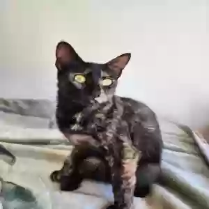 lost female cat mazikeen