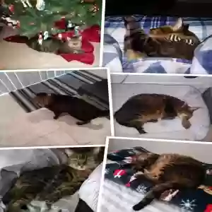 lost male cat kit