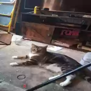 lost female cat noodle