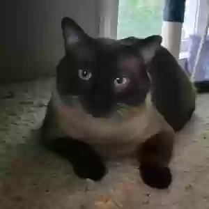 lost male cat mac